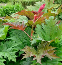 Rhabarber Canada Red - Rheum Rhabarbarum