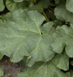 Rhabarber Red Champagne - Rheum Rhabarbarum