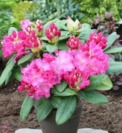 INKARHO - Großblumige Rhododendron Ariane IV 30-40cm - Alpenrose