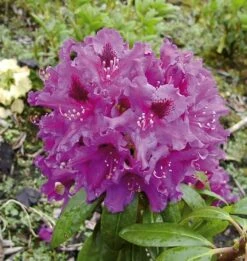 Großblumige Rhododendron Azurro 60-70cm - Alpenrose