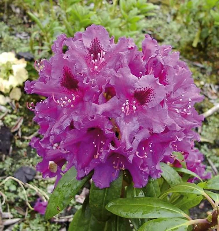 Großblumige Rhododendron Azurro 40-50cm - Alpenrose 3 Großblumige Rhododendron Azurro 40-50cm - Alpenrose