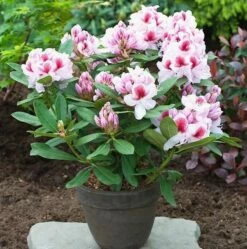 Großblumige Rhododendron Belami® 30-40cm - Alpenrose