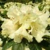 Großblumige Rhododendron Bellini® 30-40cm - Alpenrose