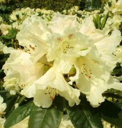 Großblumige Rhododendron Bellini® 30-40cm - Alpenrose