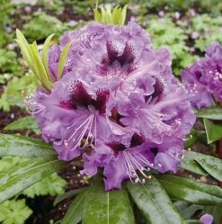 Großblumige Rhododendron Blaue Jungs 40-50cm - Alpenrose