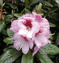 Großblumige Rhododendron Cassata 30-40cm - Alpenrose