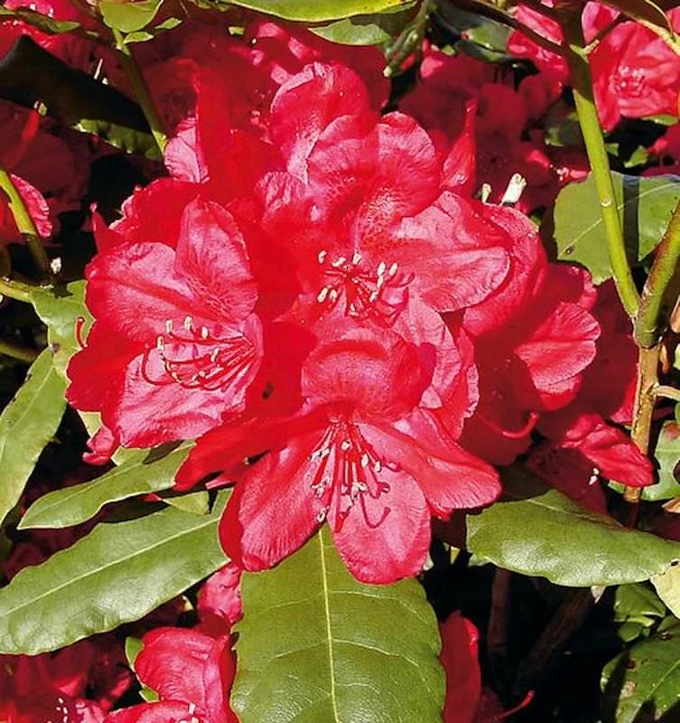 INKARHO - Großblumige Rhododendron Hachmanns Feuerschein® 25-30cm - Alpenrose 3 INKARHO - Großblumige Rhododendron Hachmanns Feuerschein® 25-30cm - Alpenrose