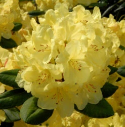 Großblumige Rhododendron Junigold 30-40cm - Alpenrose