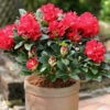 INKARHO - Großblumige Rhododendron Lisetta® 30-40cm - Alpenrose 1 INKARHO - Großblumige Rhododendron Lisetta® 30-40cm - Alpenrose -NR-01 Verkäufe Rhododendron Hybride Lisetta