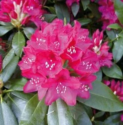 Großblumige Rhododendron Nova Zembla 40-50cm - Alpenrose