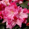 Großblumige Rhododendron Caruso 30-40cm - Alpenrose 2 Großblumige Rhododendron Caruso 30-40cm - Alpenrose -NR-01 Verkäufe Rhododendron HybrideCaruso