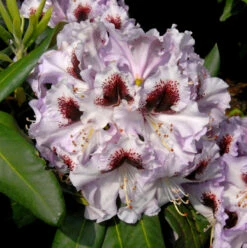 Großblumige Rhododendron Pinguin 30-40cm - Alpenrose