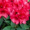 INKARHO - Großblumige Rhododendron Weinlese 25-30cm - Alpenrose 2 INKARHO - Großblumige Rhododendron Weinlese 25-30cm - Alpenrose -NR-01 Verkäufe Rhododendron HybrideWeinlese