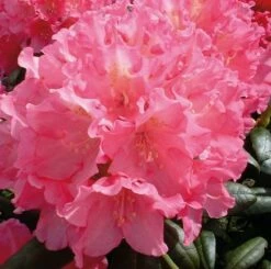 Rhododendron Polaris 30-40cm - Alpenrose