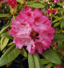 Rhododendron Sneezy 25-30cm - Alpenrose