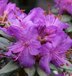 Zwerg Rhododendron Saint Merryn 25-30cm - Rhododendron Impeditum - Zwerg Alpenrose