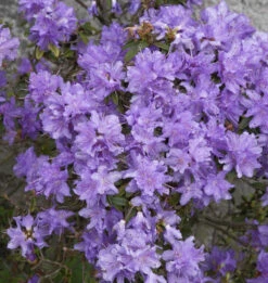 Zwerg Rhododendron Blumeria 15-20cm - Rhododendron Impeditum - Zwerg Alpenrose