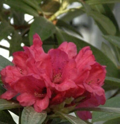 Rhododendron Oldhamii 30-40cm