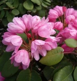 Glockenblütige Wild Rhododendron 25-30cm - Rhododendron Orbiculare