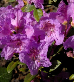 Zwerg Rhododendron Charme La 25-30cm - Rhododendron Saluenense - Zwerg Alpenrose