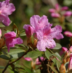 Zwerg Rhododendron Wigeon 25-30cm - Rhododendron Saluenense