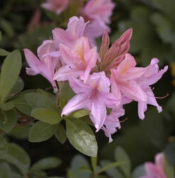 Rhododendron Soir De Paris 50-60cm - Rhododendron Viscosum