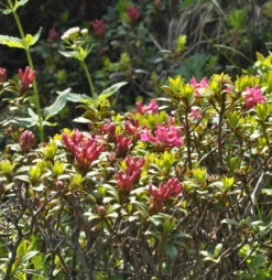 Rostblättrige Alpenrose 10-15cm - Rhododendron Ferrugineum