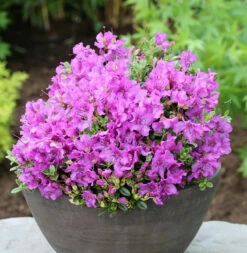 Duftkissen Zwerg Rhododendron 20-25cm - Rhododendron Radicans