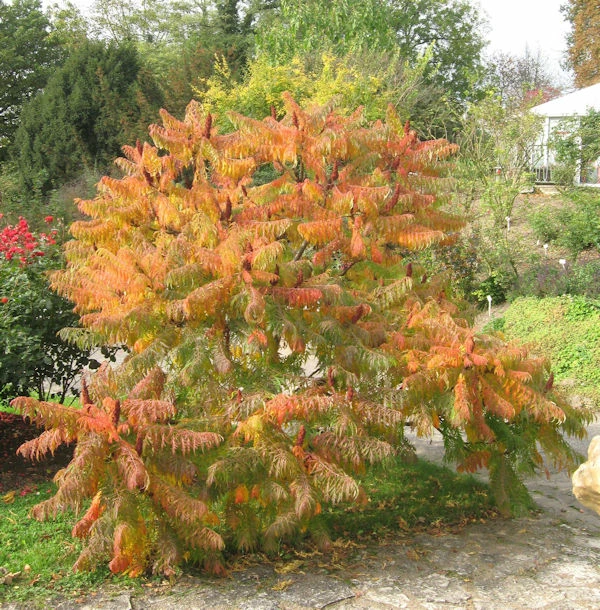 Farnwedel Essigbaum 60-80cm - Rhus Typhina 3 Farnwedel Essigbaum 60-80cm - Rhus Typhina