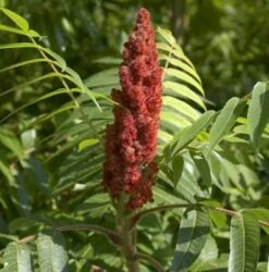 Hirschkolben Tiger Eyes 80-100cm - Rhus Typhina