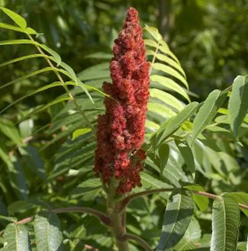 Hirschkolben Tiger Eyes 60-80cm - Rhus Typhina 3 Hirschkolben Tiger Eyes 60-80cm - Rhus Typhina