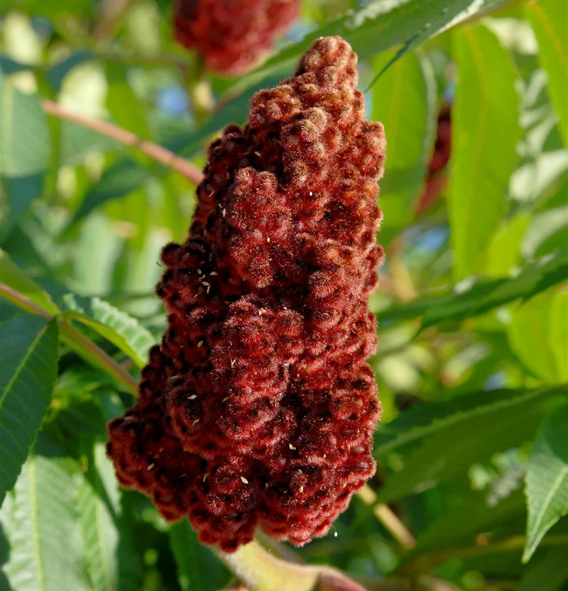 Hirschkolben 100-125cm - Rhus Typhina 3 Hirschkolben 100-125cm - Rhus Typhina