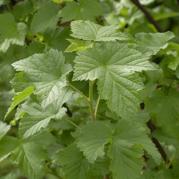 Hochstamm Schwarze Johannisbeere Tsema 100-125cm - Ribes Nigrum 3 Hochstamm Schwarze Johannisbeere Tsema 100-125cm - Ribes Nigrum