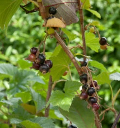 Hochstamm Schwarze Johannisbeere Titania 60-80cm - Ribes Nigrum