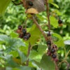 Schwarze Johannisbeere Titania 30-40cm - Ribes Nigrum 1 Schwarze Johannisbeere Titania 30-40cm - Ribes Nigrum -NR-01 Verkäufe Ribes nigrumTitania 3