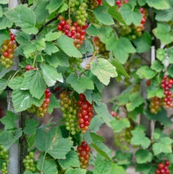 Hochstamm Rote Johannisbeere Rovada 80-100cm - Ribes Rubrum