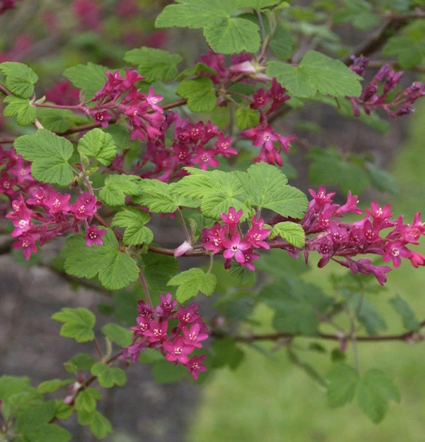 Blut Johannisbeere Pulborough Scarlet 60-80cm - Ribes Sanguineum 3 Blut Johannisbeere Pulborough Scarlet 60-80cm - Ribes Sanguineum