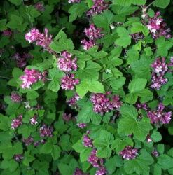 Blut Zierjohannisbeere Atrorubens 80-100cm - Ribes Sanguineum