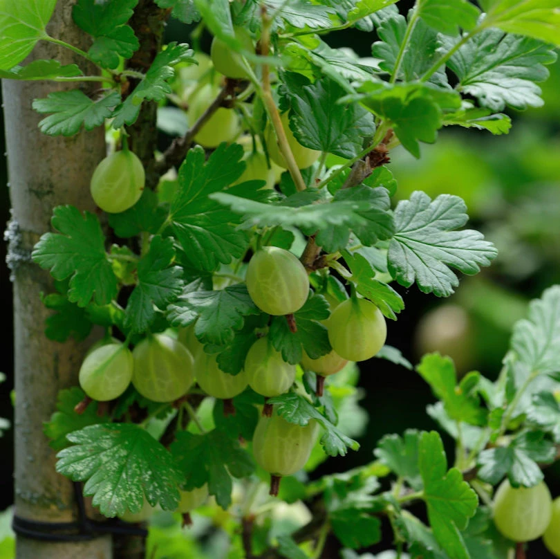 Stachelbeere Captivator 30-40cm - Ribes Uva-crispa 3 Stachelbeere Captivator 30-40cm - Ribes Uva-crispa