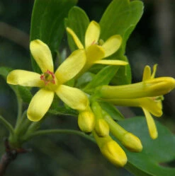 Gold Johannisbeere 80-100cm - Ribes Aureum