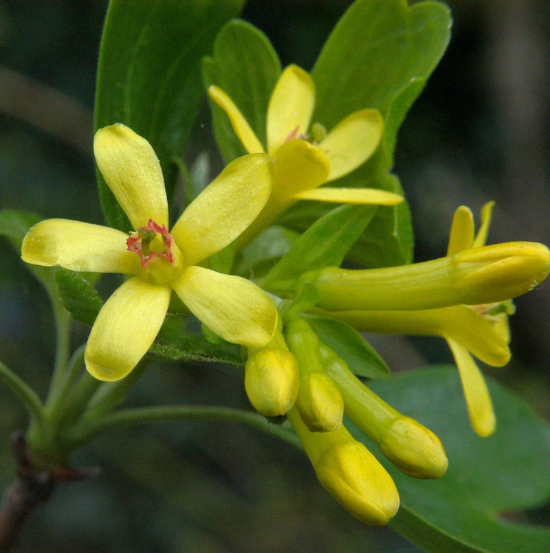 Gold Johannisbeere 80-100cm - Ribes Aureum 3 Gold Johannisbeere 80-100cm - Ribes Aureum