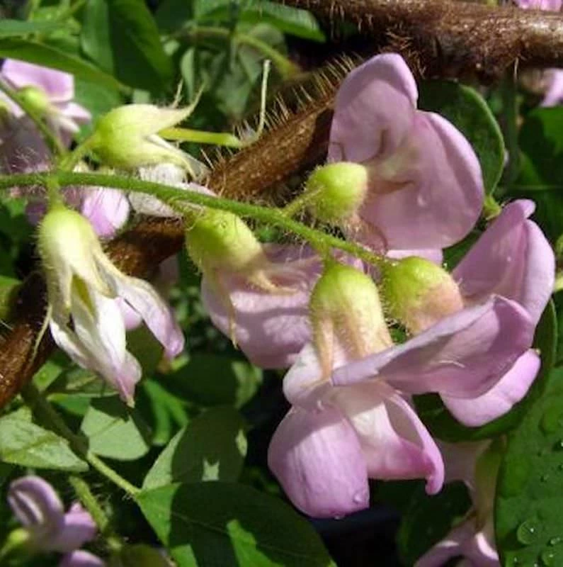 Pink Blühende Akazie Pink Cascade 40-60cm - Robinia Hispida 3 Pink Blühende Akazie Pink Cascade 40-60cm - Robinia Hispida