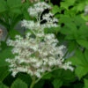 Rodgersie Spitzentänzerin - Rodgersia Henrici -NR-01 Verkäufe Rodgersia henrici Spitzentnzerin