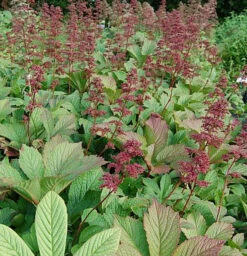Rodgersie Henrici - Rodgersia Henrici
