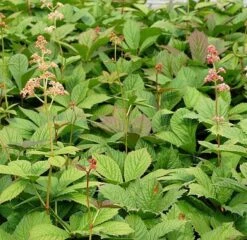 Holunderblättriges Rotstiel - Rodgersia Sambucifolia