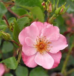 Strauchrose Felicitas 30-60cm