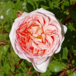 Englische Rose Abraham Darby® 30-60cm