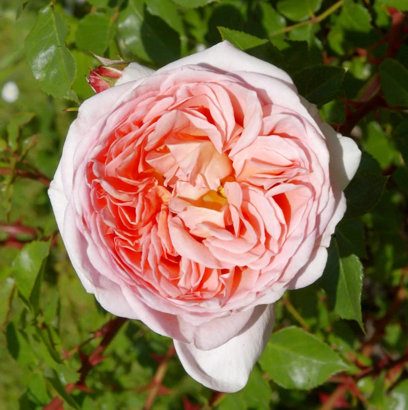 Englische Rose Abraham Darby® 30-60cm 3 Englische Rose Abraham Darby® 30-60cm