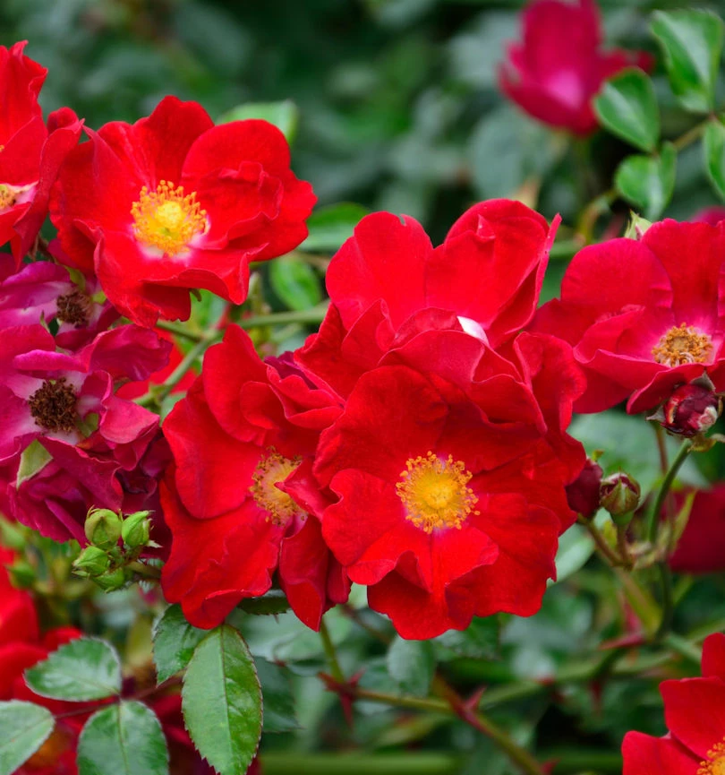 Bodendeckerrose Alcantara 20-30cm 3 Bodendeckerrose Alcantara 20-30cm