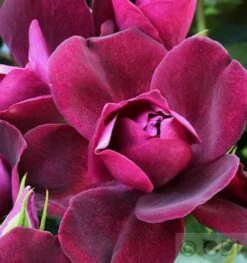Strauchrose Burgundy Iceberg® 30-60cm